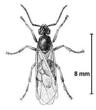 Mrówka rudnica - samiec