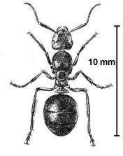 Mrówka rudnica - królowa